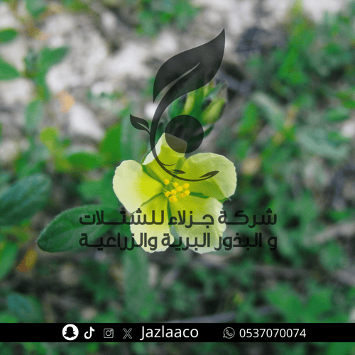 ارقه - الاجرد - Helianthemum salicifolium