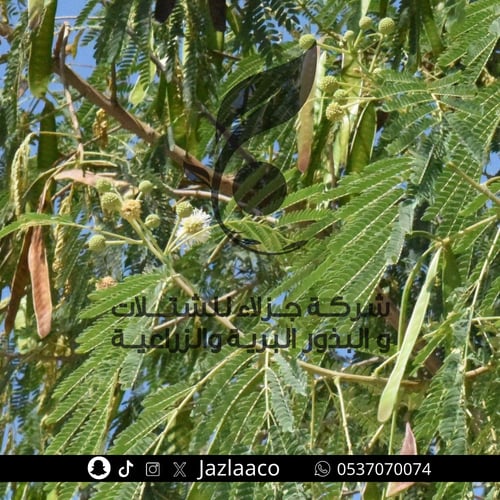 بذور لوسينا - Leucaena leucocephala