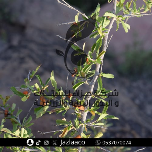 شوحط - قضيم - Grewia tenax