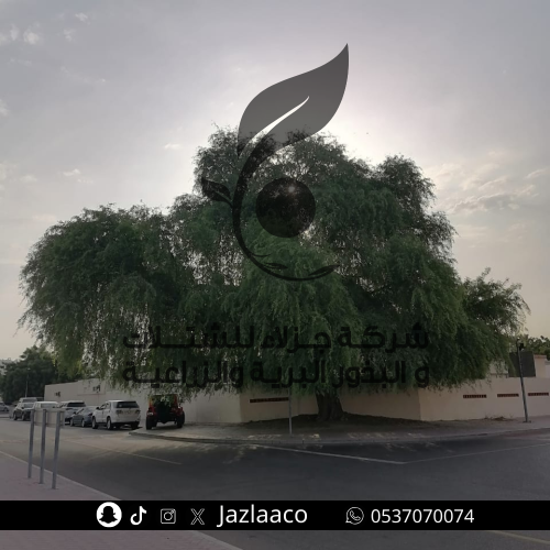 غاف خليجي - Prosopis cineraria