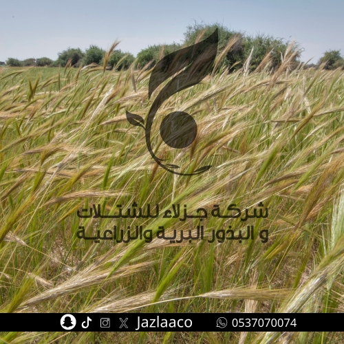 صمعاء - بهمى - Stipa capensis