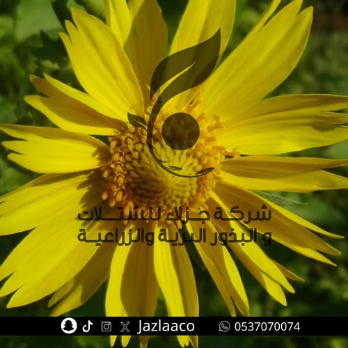 نوارة الشمس - دوار الشمس - Verbesina encelioides