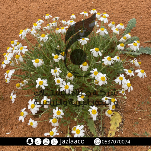 بذور اقحوان بري - Anthemis deserti