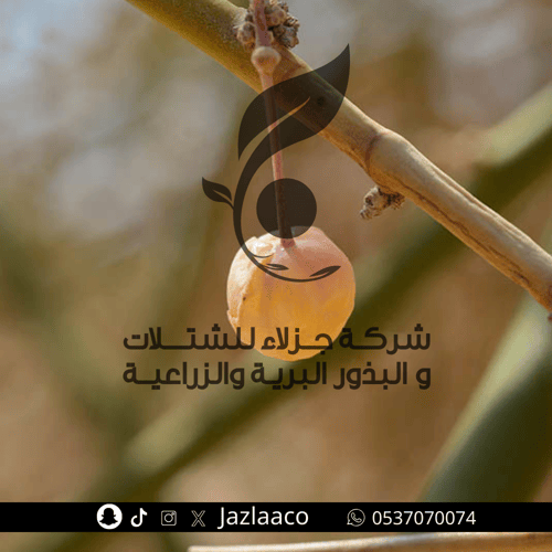 تنضب - سوس - Capparis decidua