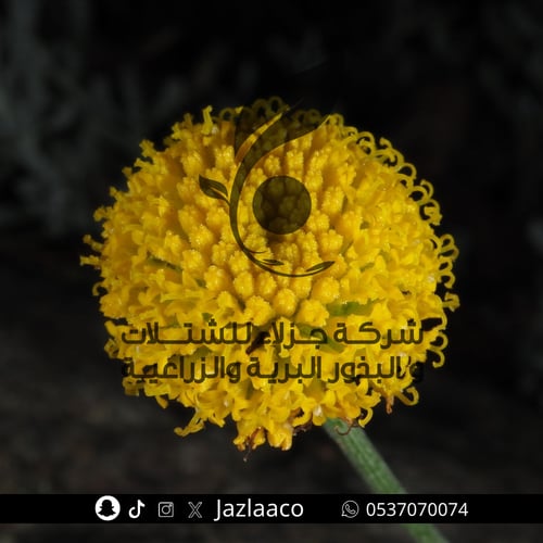 قيصوم جبلي - Santolina chamaecyparissus