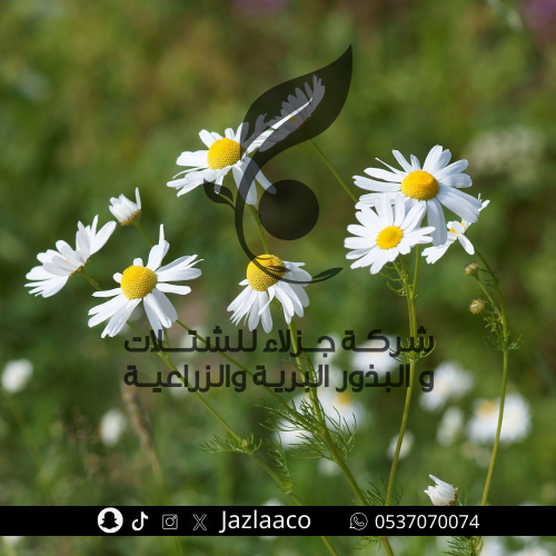 Cultivated chamomile - Matricaria chamomilla