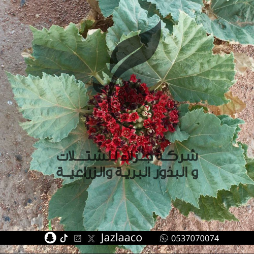 مغاث - قريشمان - Glossostemon bruguieri