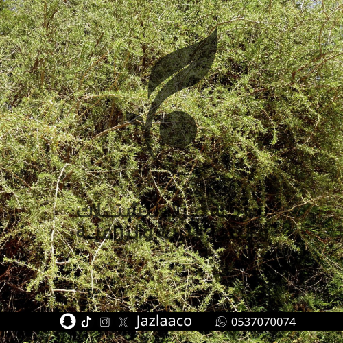 عوشز - عوسج - Lycium shawi