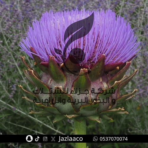 خرشوف زراعي - Cynara cardunculus