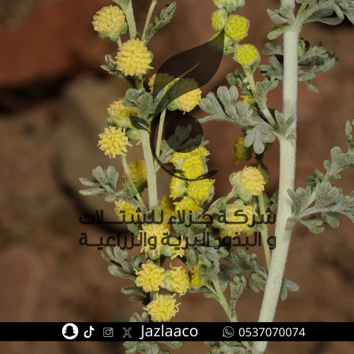 عشبة بعيثران مجفف