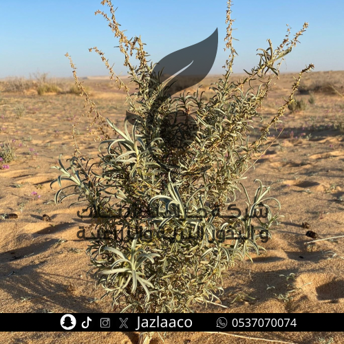 بذور عاذر - الألا - Artemisia monosperma