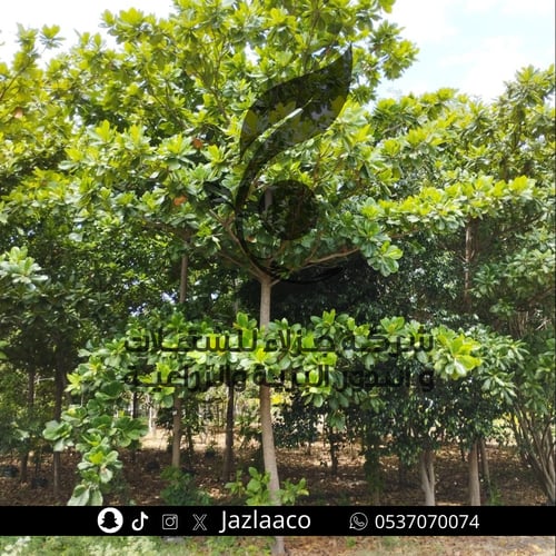 ترمناليا كاتابا - لوز بحريني - Terminalia catappa