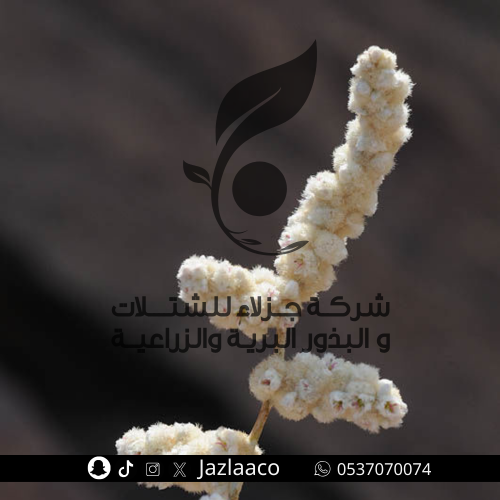 الراء الجاوي - طرف - ريل - Aerva javanica