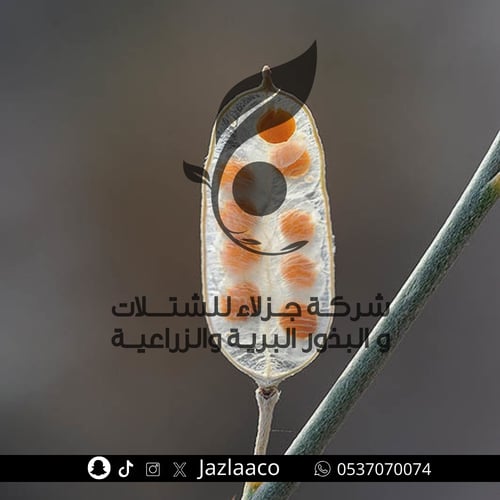 حمه - جريبه - Farsetia aegyptia