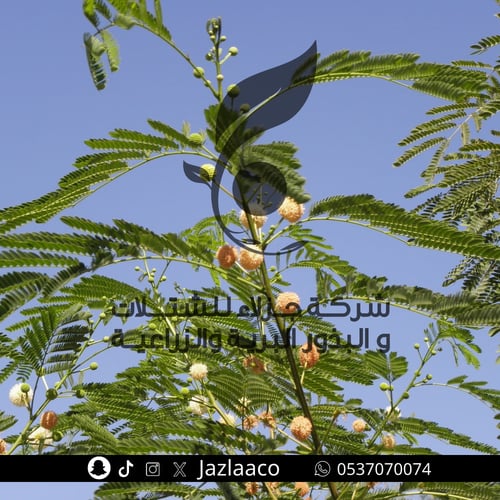 بذور لوسينا - Leucaena leucocephala