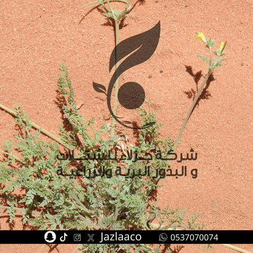 هشام - الأبلم - Hypecoum littorale