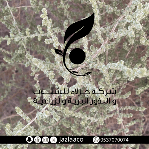 ثرمد - Pentanema divaricatum