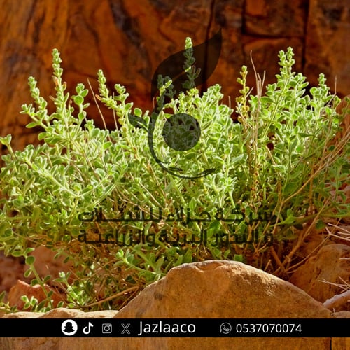 الراء الجاوي - طرف - ريل - Aerva javanica