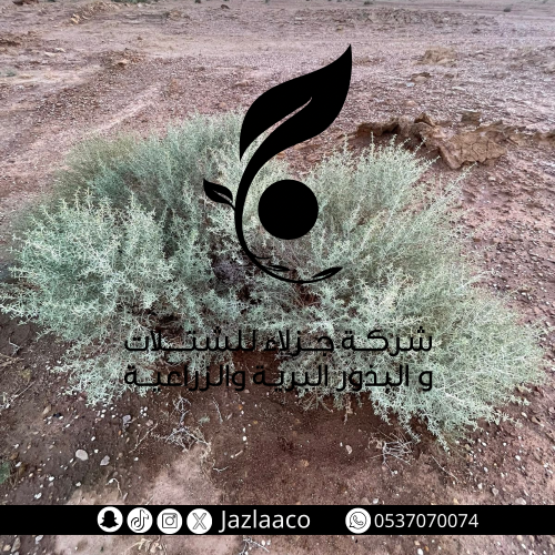 شنان - Seidlitzia rosmarinus