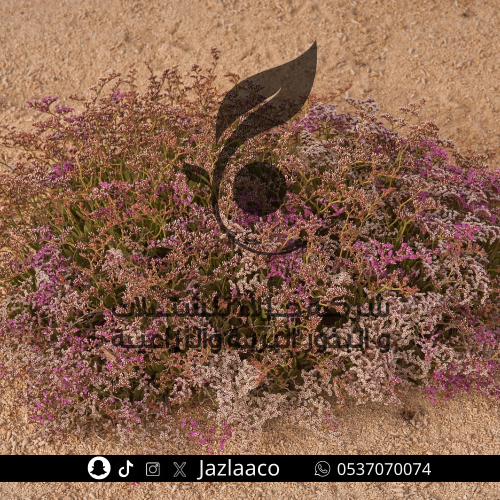 خزامى البحر - قطف - Limonium axillare