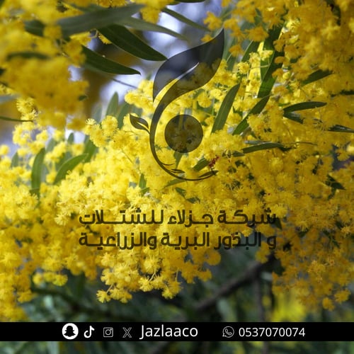 طلح ملحي - سنط ملحي - سنط امبلسبس - Acacia amplice...