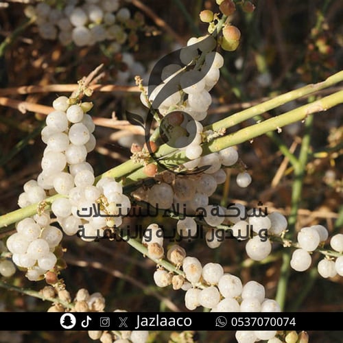 قرضي - علندرا - جردى توتية - Ochradenus baccatus