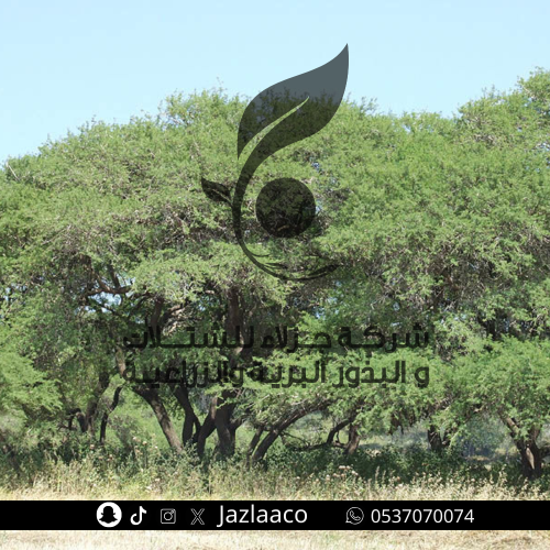 سنط ابيض - الحراز - الالا - Acacia albida