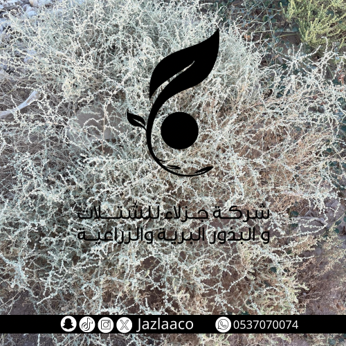 رغل - Atriplex leucoclada