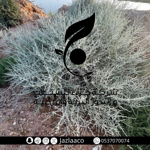 ضمران - Traganum nudatum Del