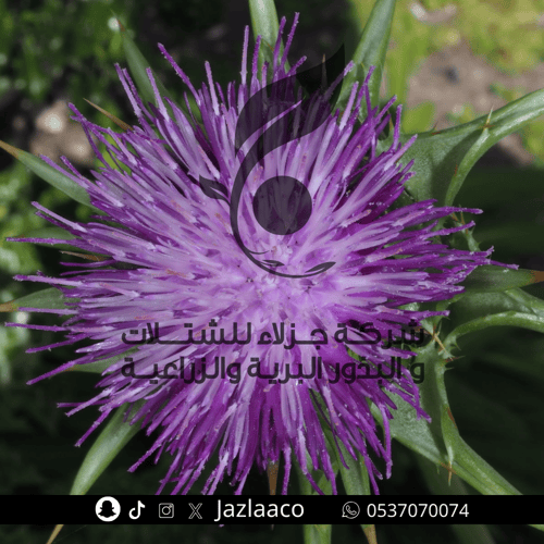 حرشف بري - Silybum marianum
