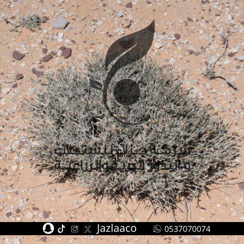 حمه - جريبه - Farsetia aegyptia