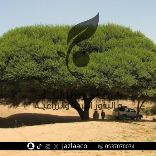 طلح نجدي - سنط نجدي - Acacia gerrardii