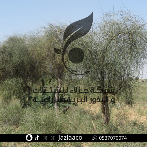 تنضب - سوس - Capparis decidua