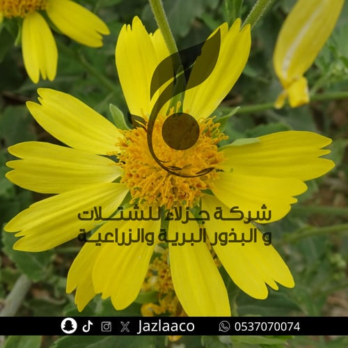 نوارة الشمس - دوار الشمس - Verbesina encelioides