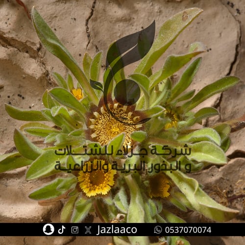 جلوى - بهرمان - Pallenis hierochuntica