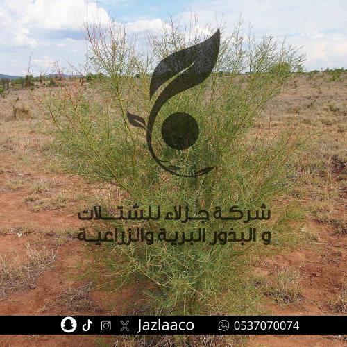 طلح فيكتوريا - سنط فيكتوريا - Acacia victoria