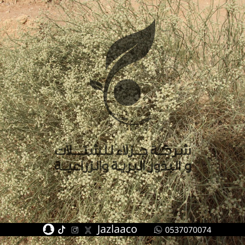 قزوح - علجان - Deverra triradiata