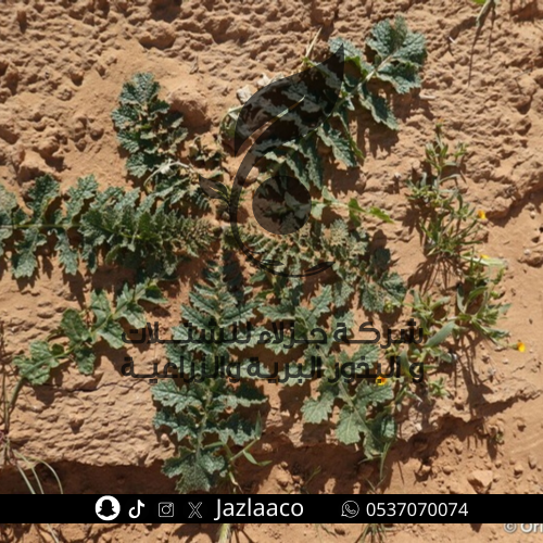 حرشاء - حريشا - Brassica tournefortii