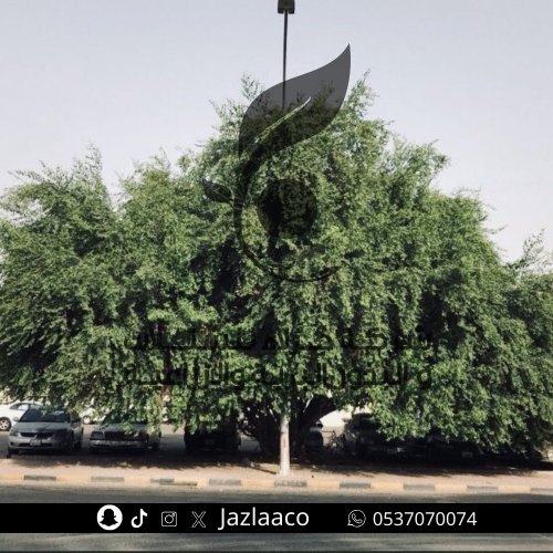 سدر بلدي - نبق - عبري - Zizyphus spina