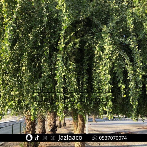 هجليج - Soapberry tree