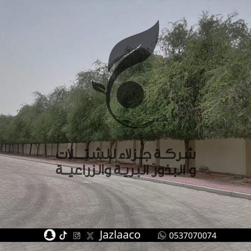 غاف خليجي - Prosopis cineraria