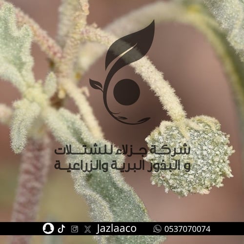 تنوم - Chrozophora oblongifolia