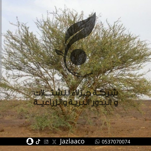سلم - Acacia ehrenbergiana