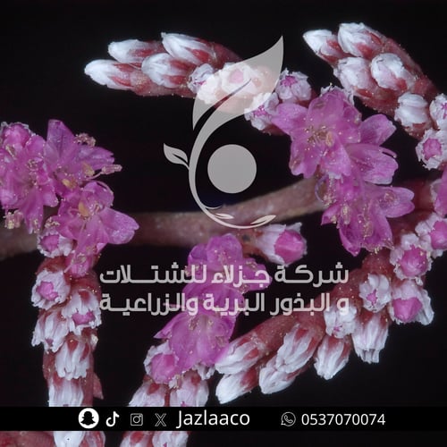 خزامى البحر - قطف - Limonium axillare