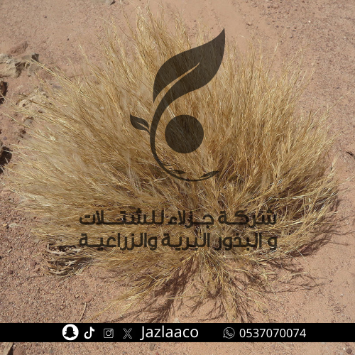 بذور نصي - Stipagrostis plumosa