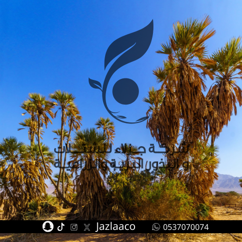 نخلة الدوم - المُقل - Hyphaene thebaica