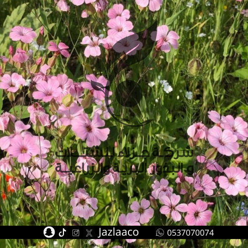 دهدهان - Vaccaria hispanica