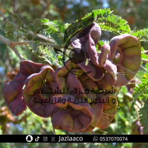 سنط ابيض - الحراز - الالا - Acacia albida