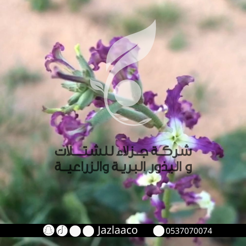 شقارى - Matthiola longipetala