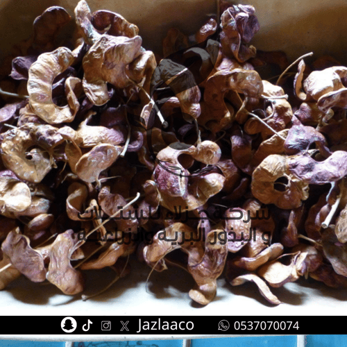 سنط ابيض - الحراز - الالا - Acacia albida